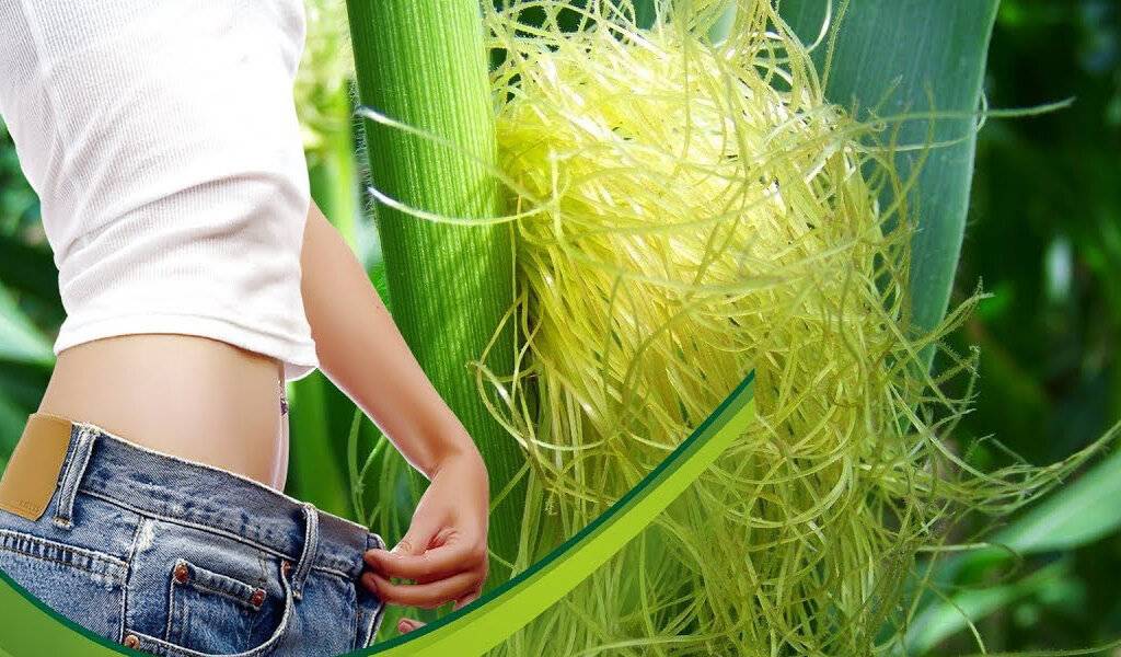 Кукурузные рыльца для похудения - как принимать, схема, эффективность