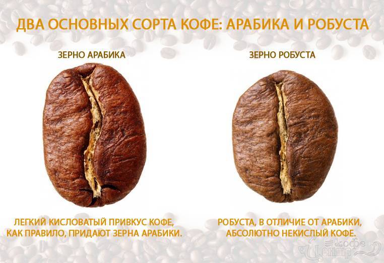 Робуста - что это за разновидность кофейных зерен, свойства, преимущества, недостатки и цена
