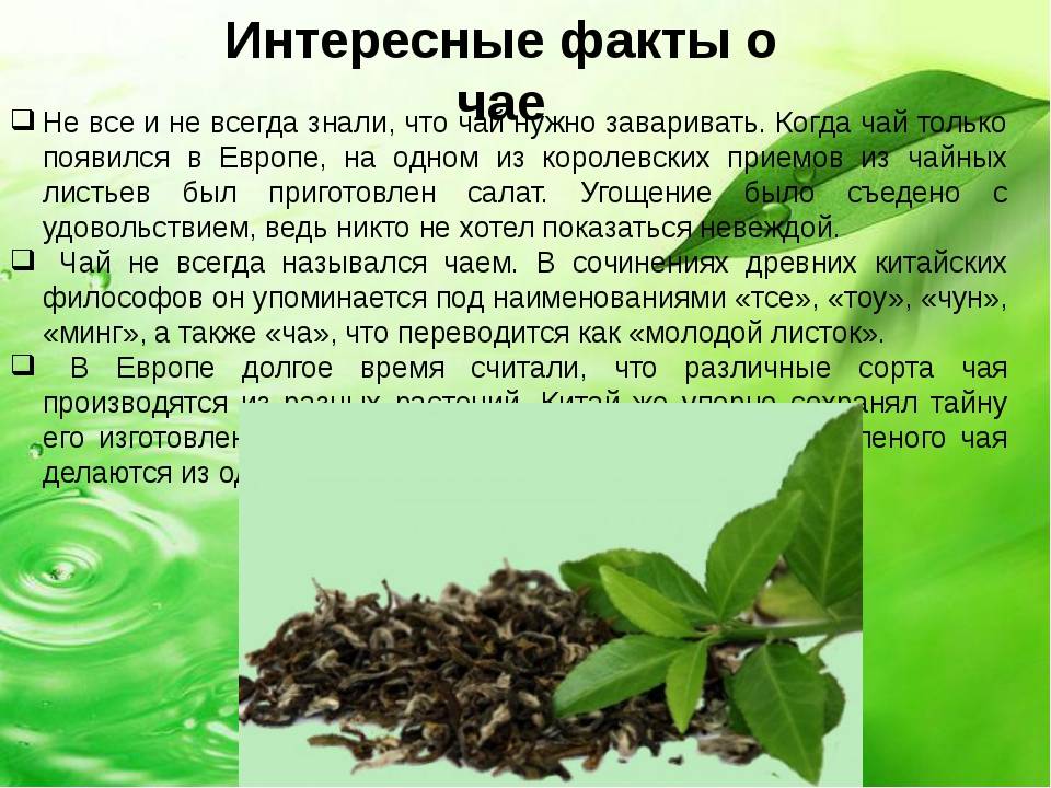 Немецкие ученые внесли зеленый чай в список продуктов, способных бороться с коронавирусом