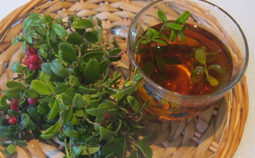 Чай из листьев малины: польза и вред, как и когда заваривать и собирать листья и ветки на зиму, чем полезны заготовки из сбора малины и смородины