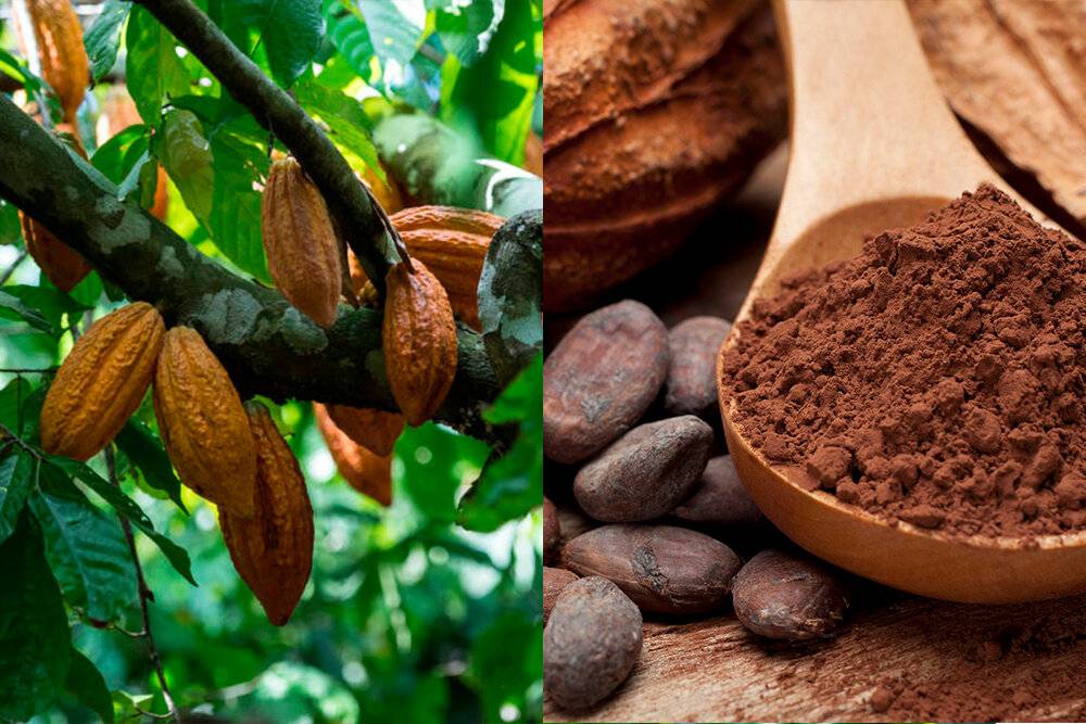 Польза какао для здоровья и настроения
