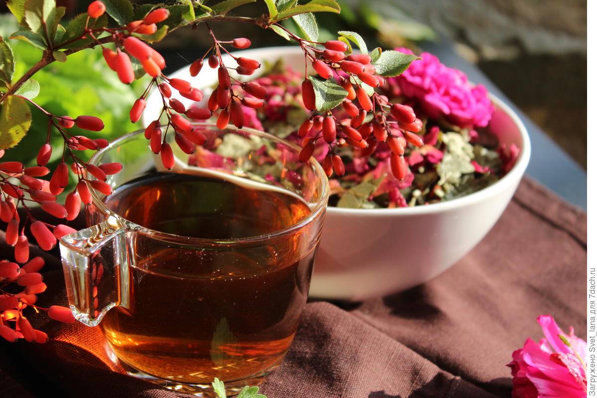 Как сделать чай с барбарисом для оздоровления и тонуса?
