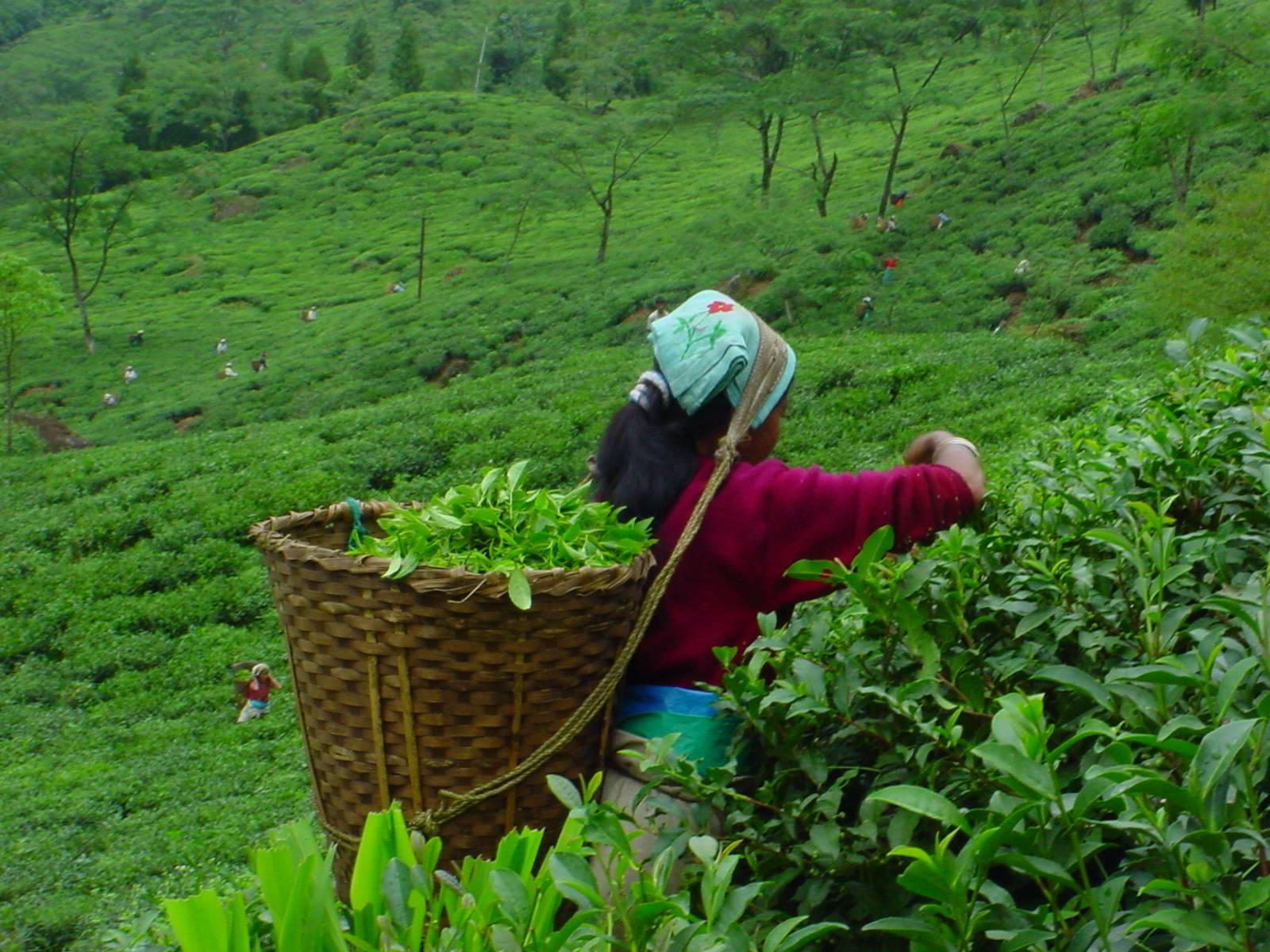 Чайные плантации, как, и где выращивают чай