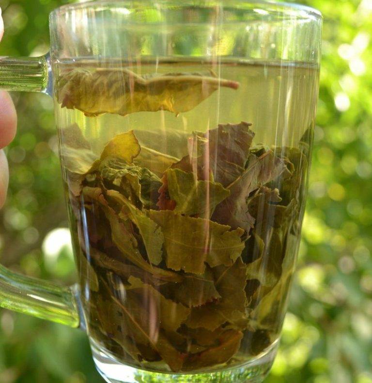Польза и вред чая из листьев вишни
