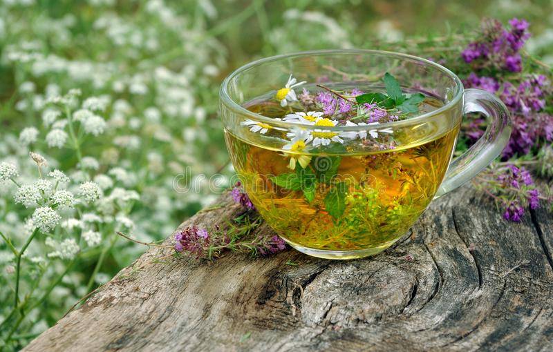 10 рецептов травяных чаев