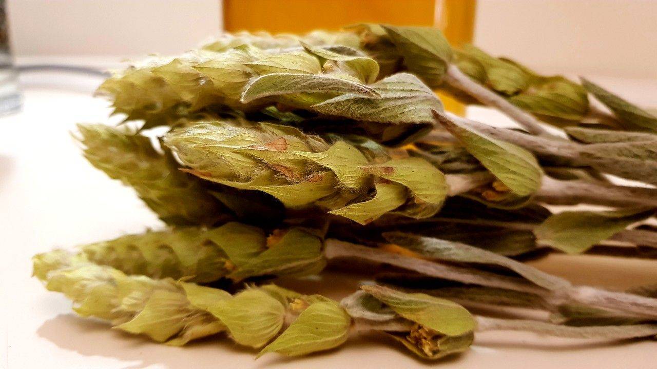 Гречишный (гречневый) чай из семян татарской гречихи. гречишный чай — польза и вред