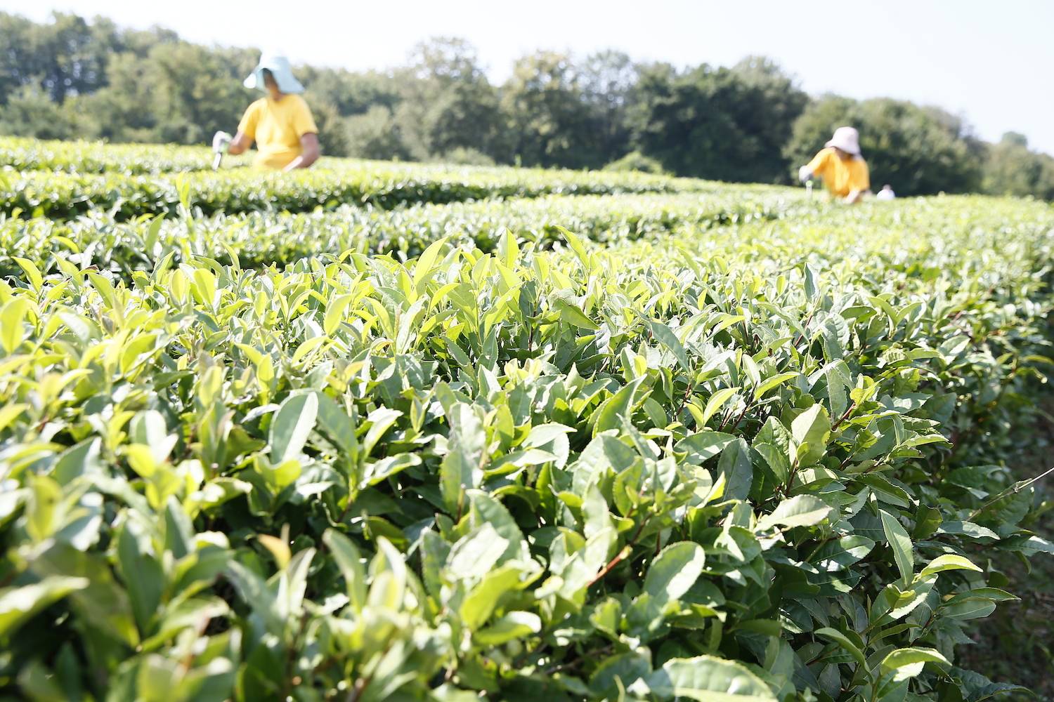 Краснодарский чай: виды, состав, где выращивают