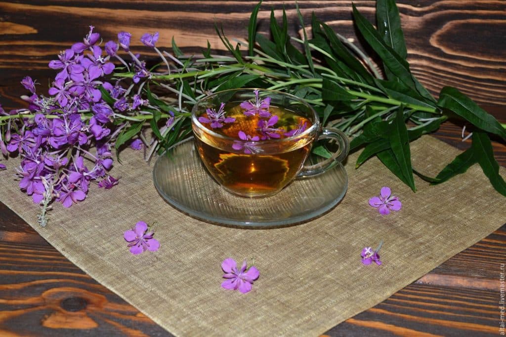 Копорский чай: польза и вред, противопоказания и полезные свойства
