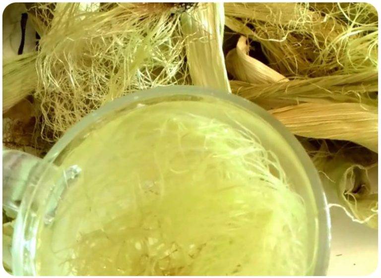 Кукурузные рыльца - лечебные свойства, от чего помогают, как правильно заваривать и принимать