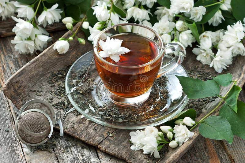 Польза и вред жасминового чая для здоровья. противопоказания