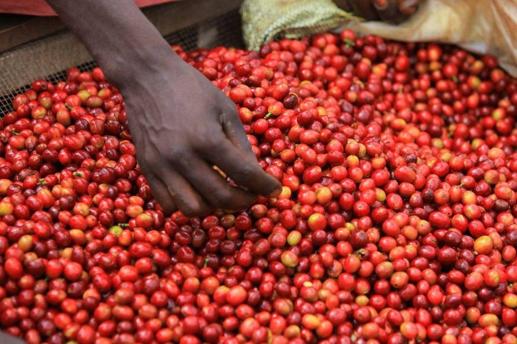 Кофейный тревел-блог. §1 африка: кения, танзания. особенности эспрессо «у них» и «у нас» от эксперта