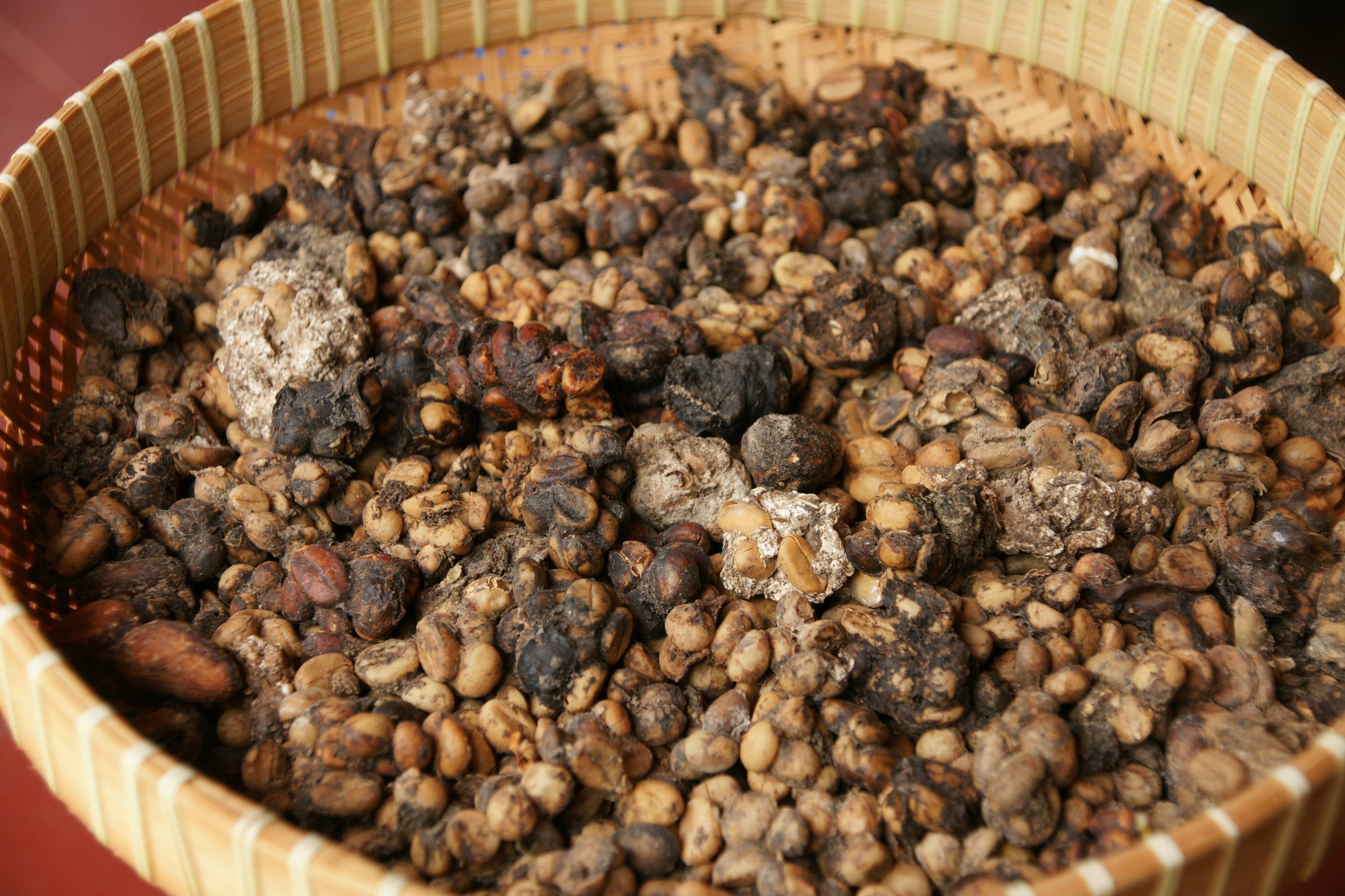 Kopi luwak (копи лювак) – кофе из экскрементов