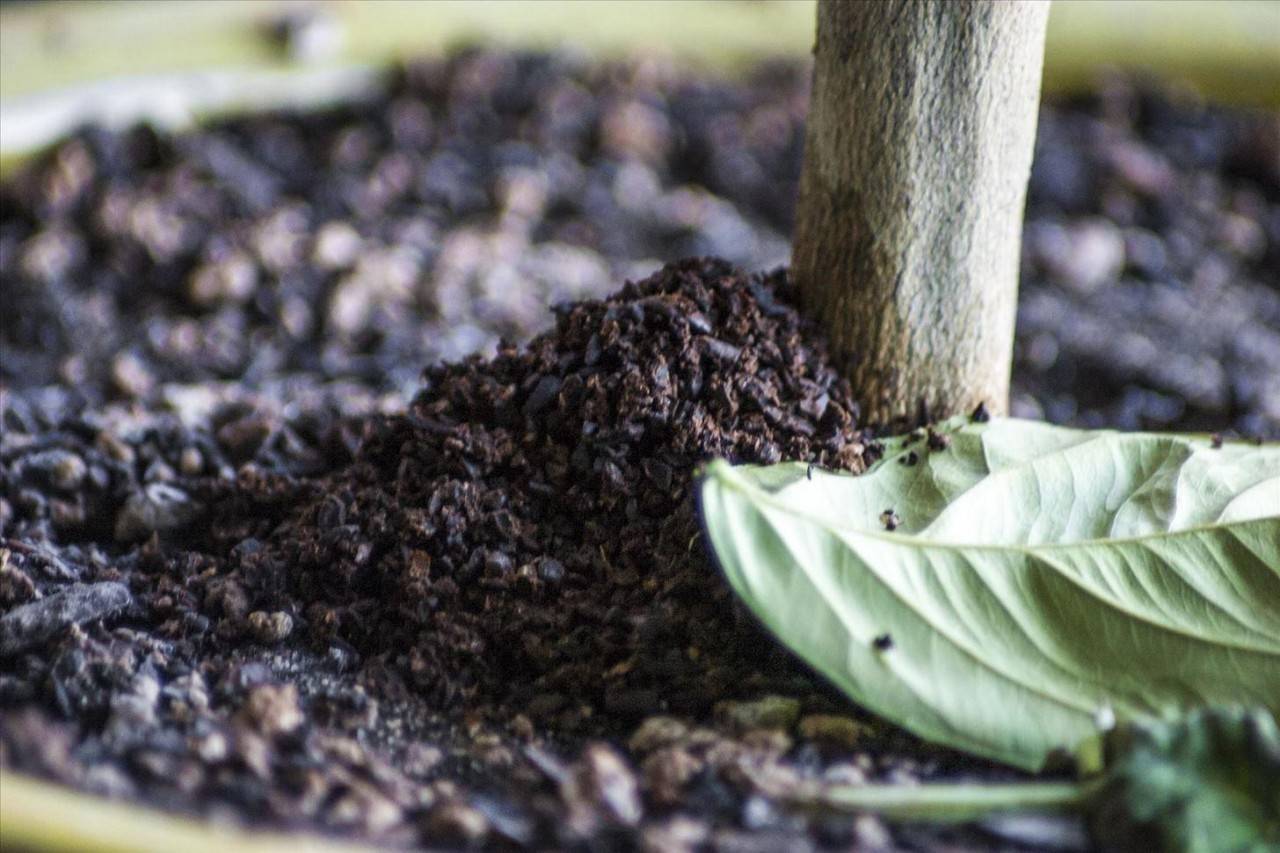 Кофейная гуща как удобрение: свойства, применение для растений, от вредителей, в компосте