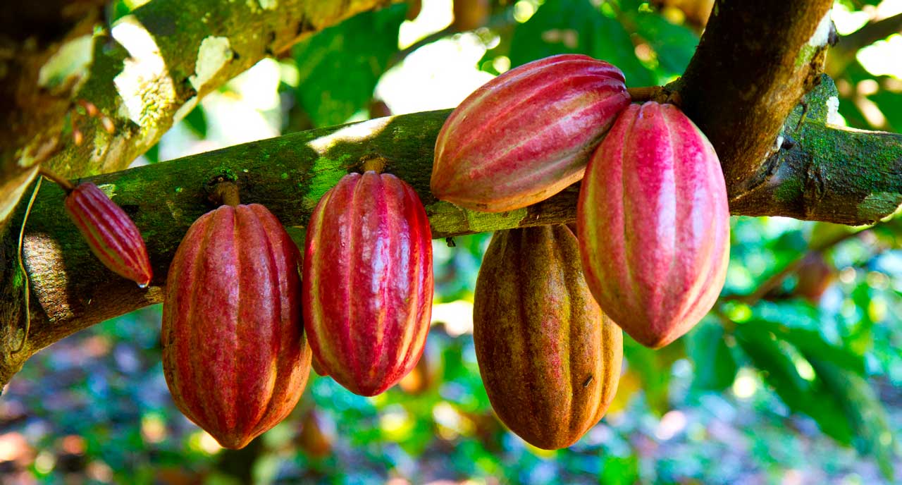 Польза какао бобов для организма