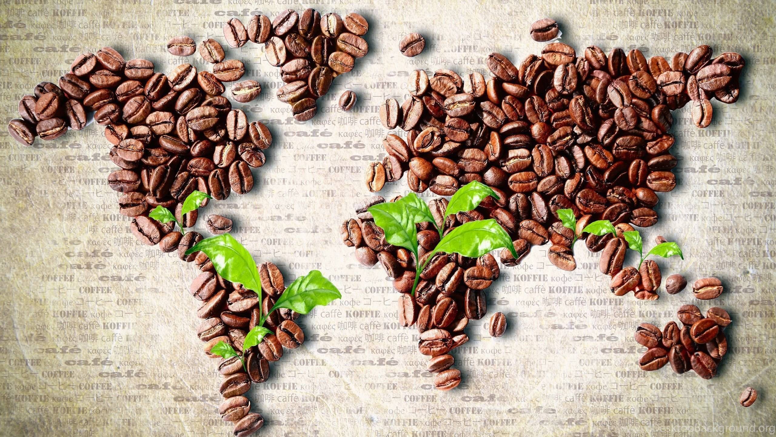 Где и как выращивают кофе. в каких странах выращивают кофе