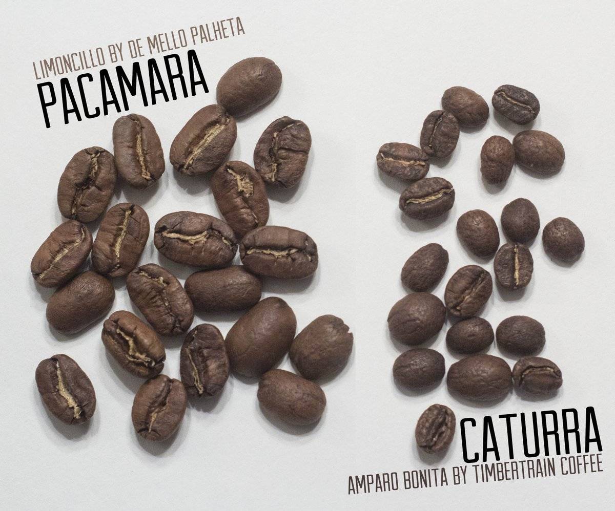 Виды кофе в зернах: робуста и арабика – в чем разница? от эксперта