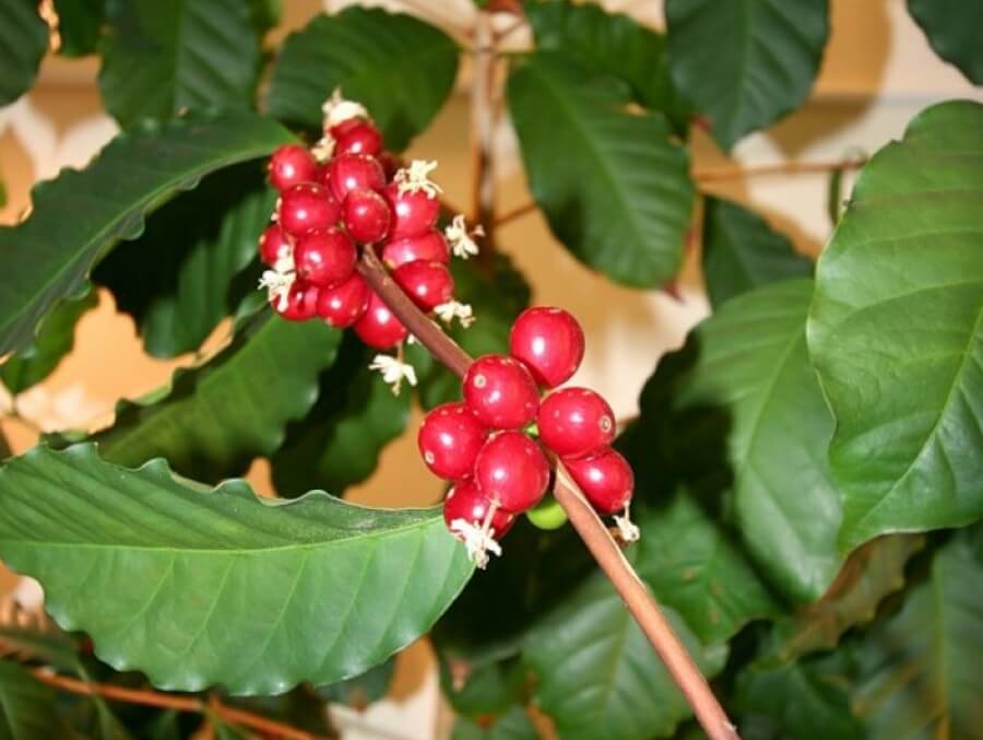Как ухаживать за кофейным деревом в домашних условиях, виды и проблемы в выращивании