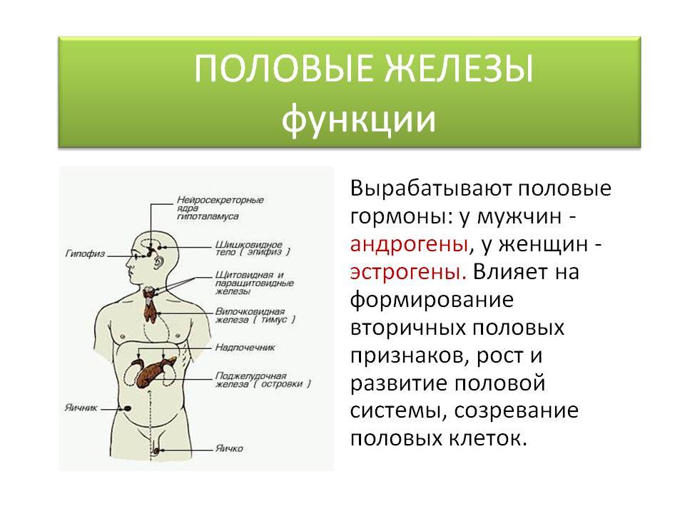 Какой мужской гормон влияет на появление волос на теле у девушки