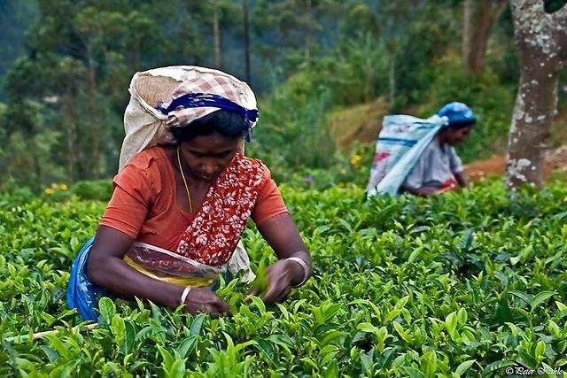 Цейлонский чай (зеленый, черный): известные марки, отзывы