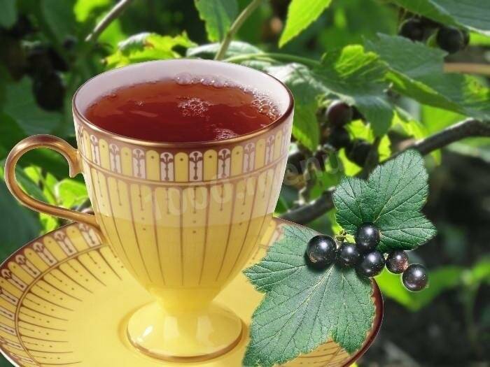 Смородиновый чай польза и вред