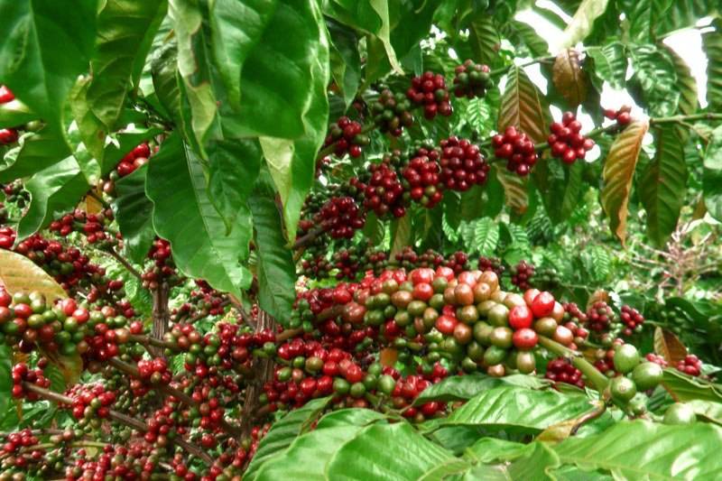 Растение кофе: фото, виды, описание, разведение и особенности ухода
