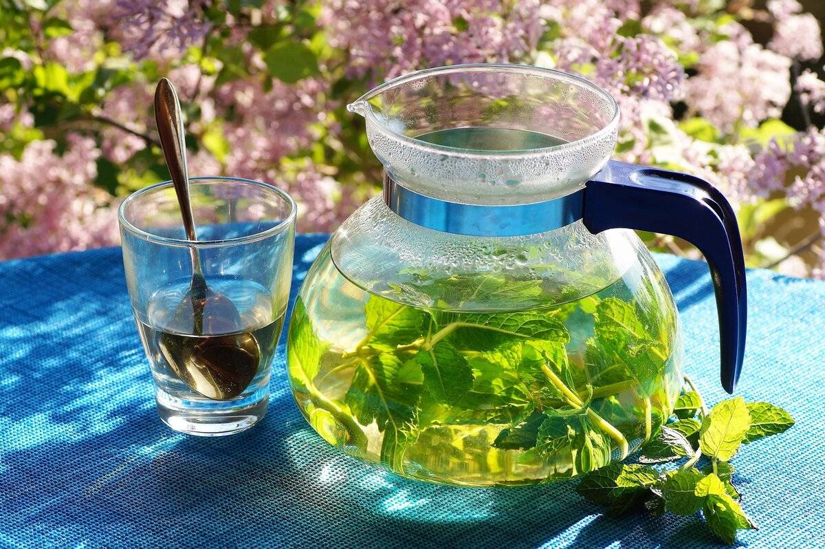 Зеленый чай с мятой польза и вред для мужчин