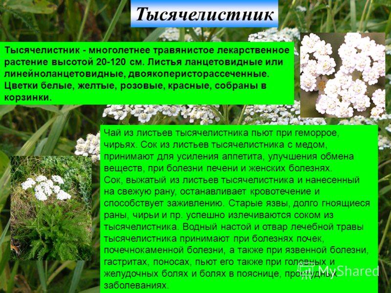 Тысячелистник - полезные свойства и противопоказания для женщин и мужчин, применение лечебного растения