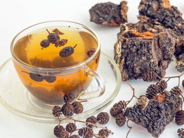 Чага (березовый гриб): полезные свойства и применение чаги, чай