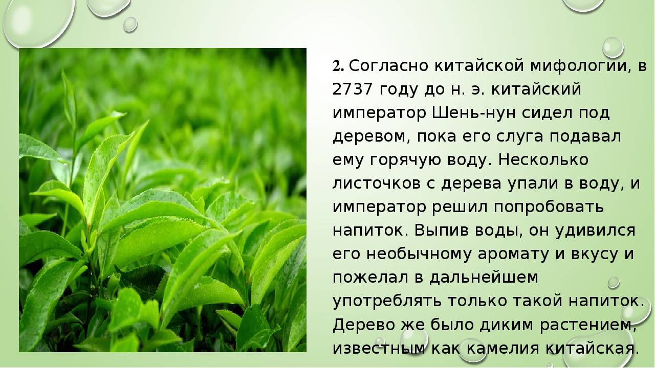 Интересные факты о чае, его употреблении, свойствах