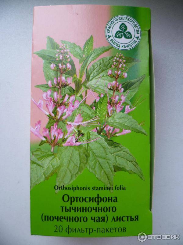 Почечный чай (ортосифон тычиночный): полезные свойства и противопоказания, инструкция по применению