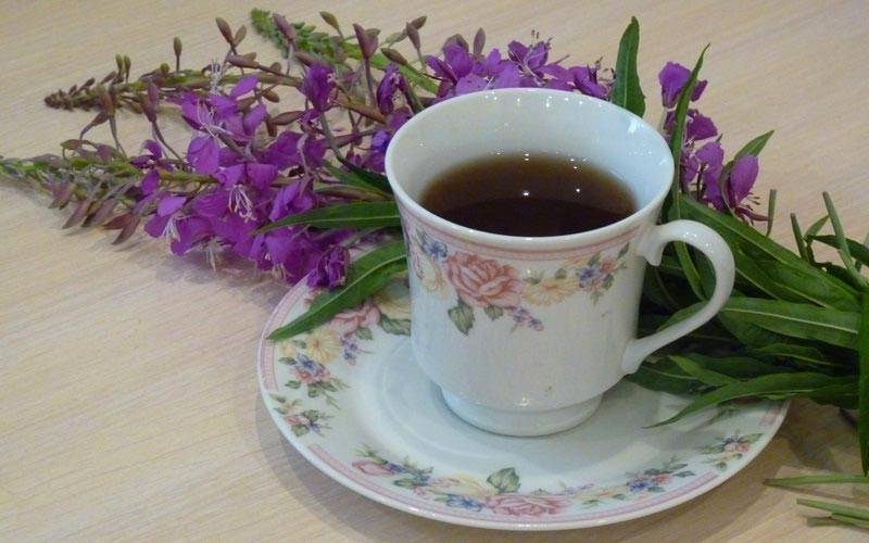Иван-чай: сведения о лекарственном растении, показания и противопоказанию к применению