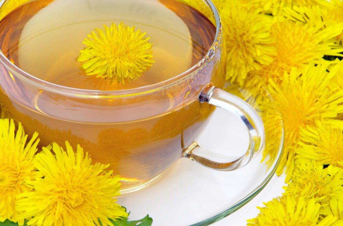 Рецепты чая из одуванчиков, его польза и вред для здоровья