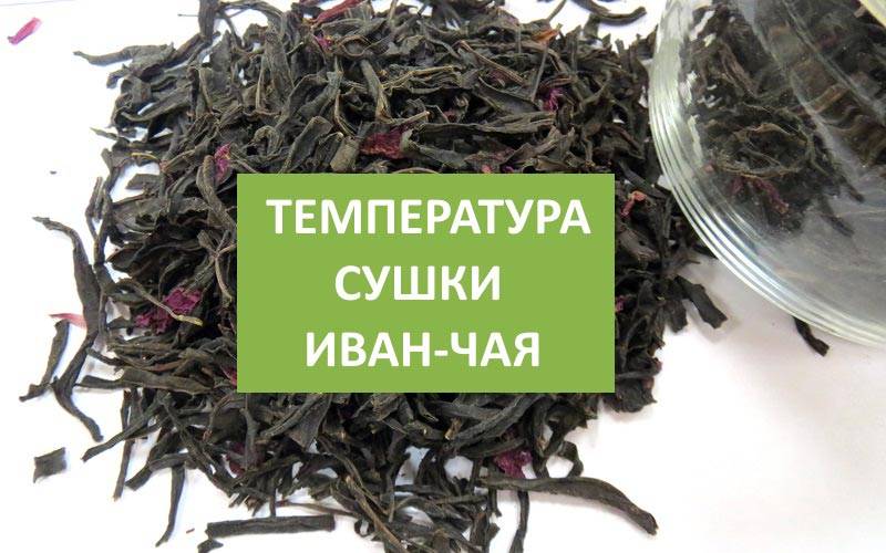 Полезные свойства иван чая для мужчин