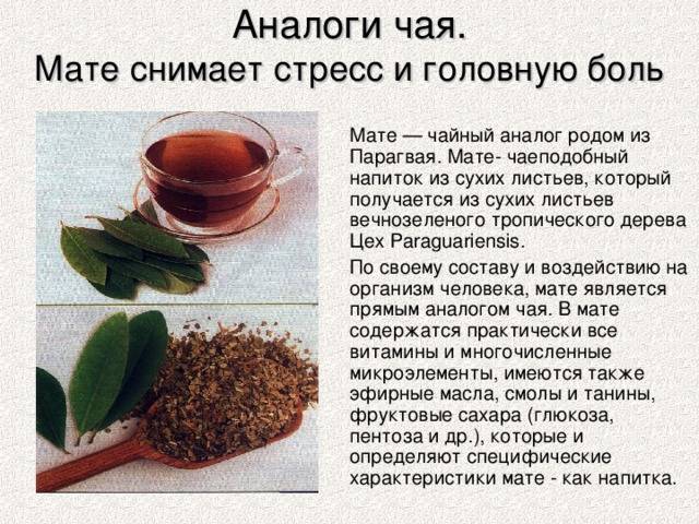 Полезные свойства и противопоказания парагвайского чая мате