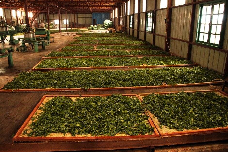 Выращивание, сбор и обработка чая. классификация по степени окисления