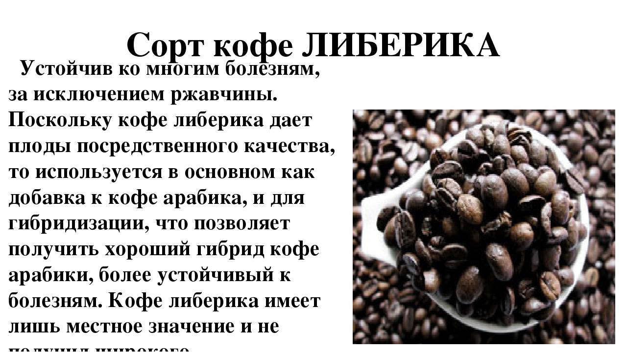 Сорта хорошего кофе в россии. Зерна кофе Арабика Робуста Либерика. Сорта кофе Арабика, Робуста, Либерика и Эксцельза. Сорта кофе Арабика Робуста Либерика. Зерна Арабика, Робуста, Либерика, Эксцельза.