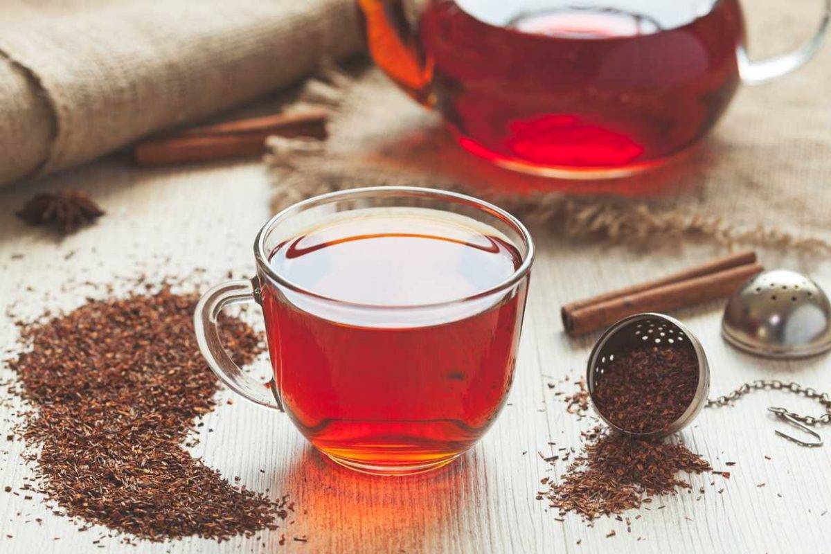 Чай ройбуш: полезные свойства и противопоказания