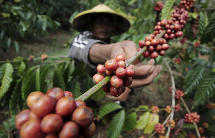 Страны-производители кофе в мире: характеристика и атлас