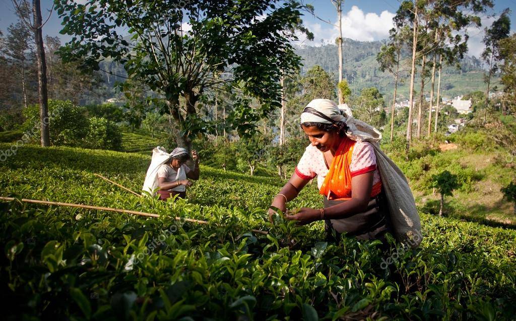 Нувара-элия, шри-ланка: плантации чая, достопримечательности