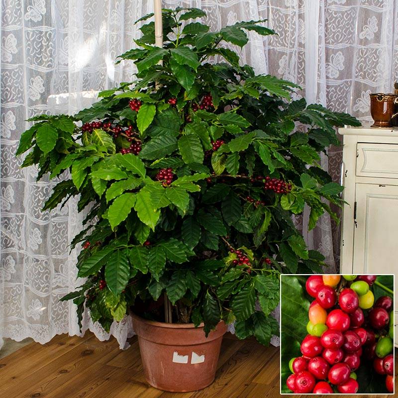 Кофейное дерево: секреты выращивания и ухода в домашних условиях