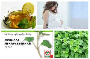 Чай с мятой при беременности