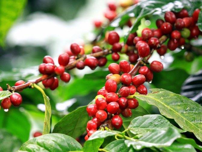 20 крупнейших стран-производителей кофе