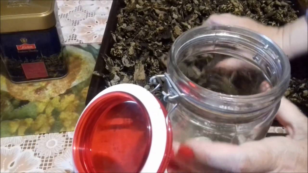 Чай из листьев вишни: когда собирать, как сушить и как сделать чай
