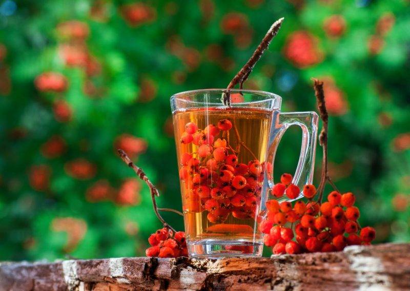 Чай с рябиной (черноплодной или красной): рецепты, польза и вред