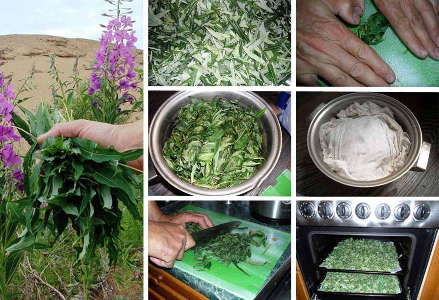 Когда собирать листья смородины для чая: как сушить, заготовка и сбор