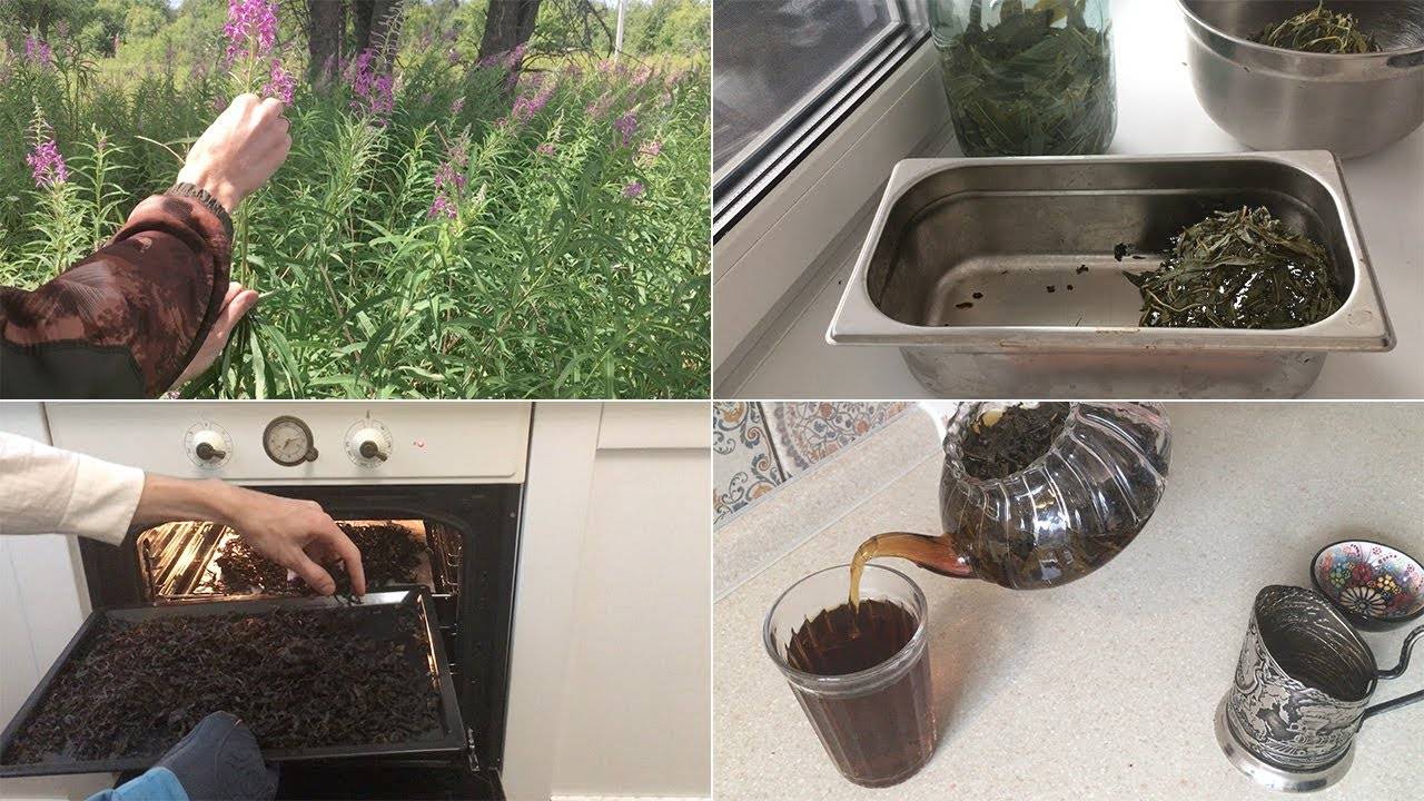 Как собирать и сушить иван-чай