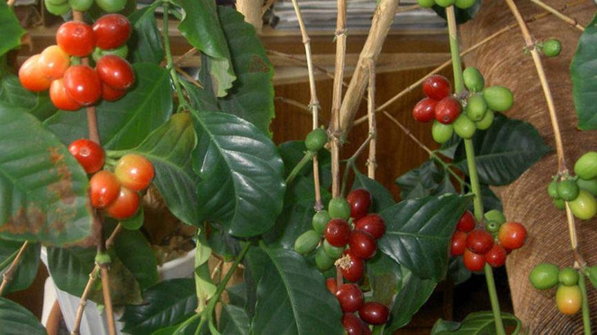 Кофейное дерево: уход в домашних условиях | огородник