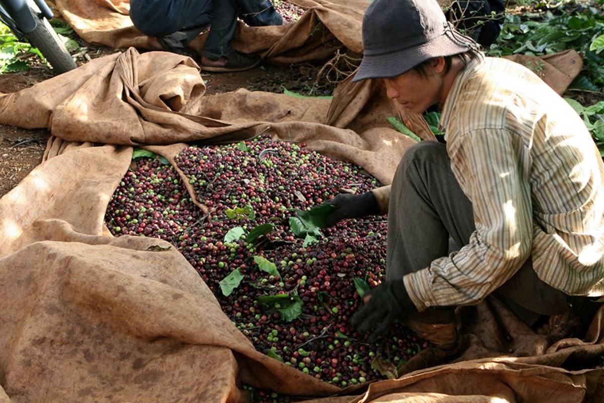 Кофе лювак во вьетнаме из помета животных: стоимость