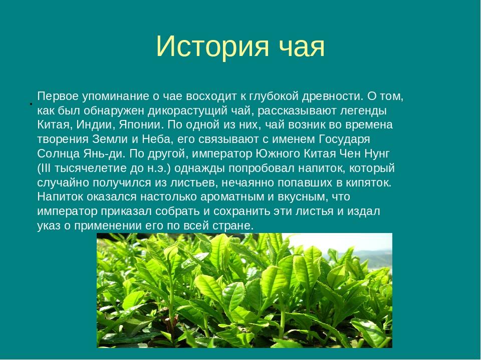 История происхождения чая: на руси, традиции