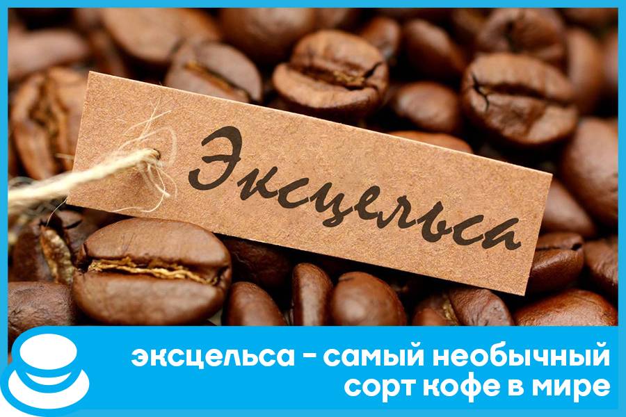 Сорта кофе - характеристики и различия, страны производства